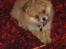 Blanding af racer Pomchi, Cookie - Cookie
