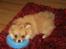 Blanding af racer Pomchi, Cookie - Leg