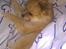 Blanding af racer Pomchi, Cookie - Putter