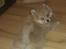 Blanding af racer Pomchi, Cookie