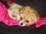 Blanding af racer Pomchi, Cookie