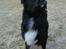 Blanding af racer Tobey - tobey med vind i ansigtet den 15/02/11