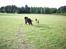 Blanding af racer Tobey - tobey som hvalp med vores chihuahua tenna, de ser vidst en fugl
