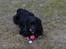 Blanding af racer Tobey