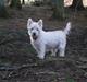 West highland white terrier Isac aka Banditten