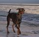 Dobermann Benji