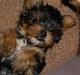 Yorkshire terrier Maggie