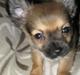 Chihuahua Høier's Nuggi