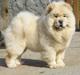 Chow chow Rossy Robinson