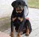 Rottweiler Dosi