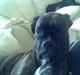 Boxer kiki