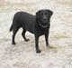 Labrador retriever Basse :-)