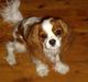 Cavalier king charles spaniel Frida