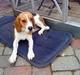 Beagle Amy