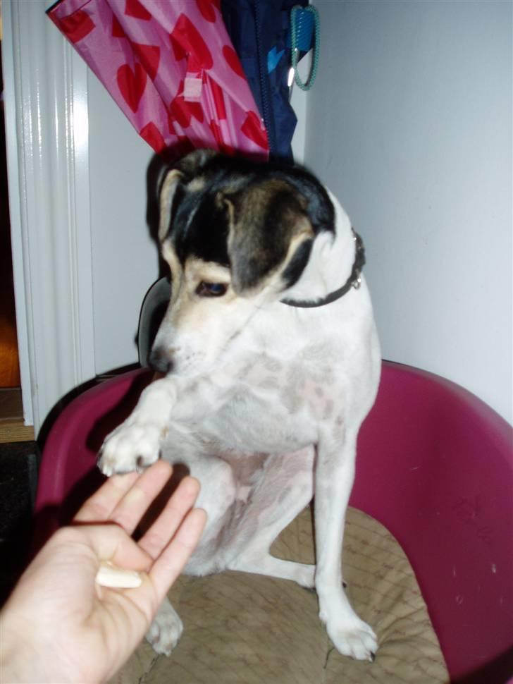 Dansk svensk gaardhund Chvik - Pote :D søde Chvik <3 billede 19