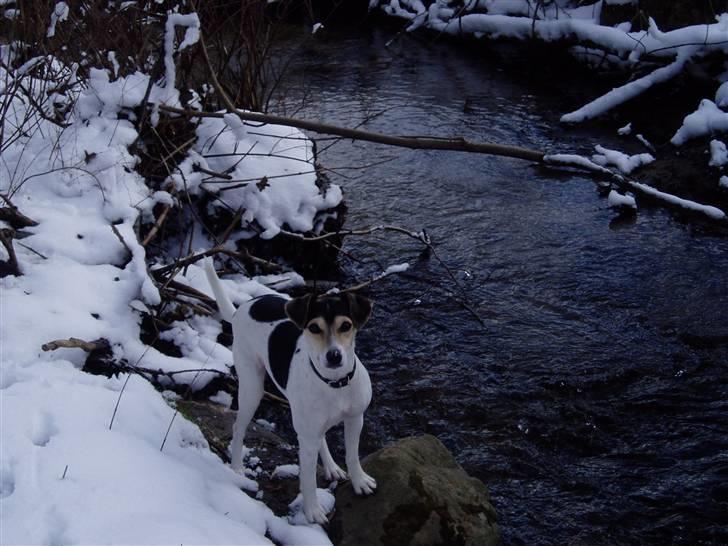 Dansk svensk gaardhund Chvik - Tak for i så med håber i vil lægge en bedømmelse og kommentar -Tak :D <3  billede 20