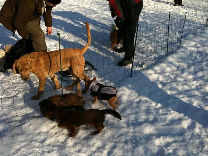 Fransk bulldog R.I.P Bailey 07.12.09 - 26.05.12 - Hundelegestue da han var helt lille billede 11