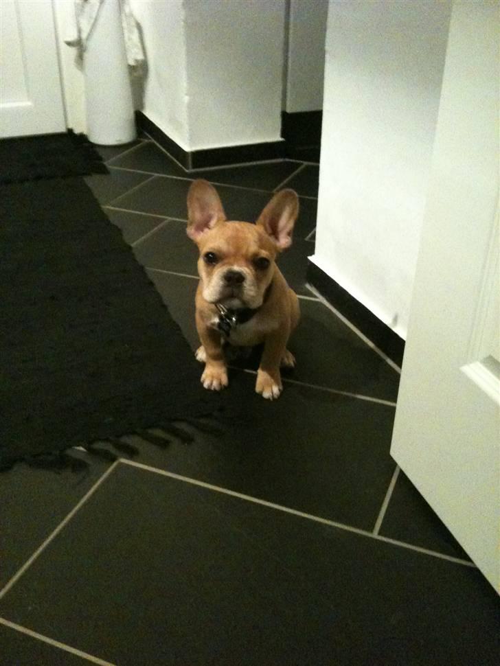 Fransk bulldog R.I.P Bailey 07.12.09 - 26.05.12 billede 12