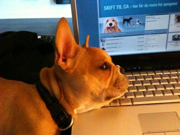 Fransk bulldog R.I.P Bailey 07.12.09 - 26.05.12 - Typisk Bailey billede 13