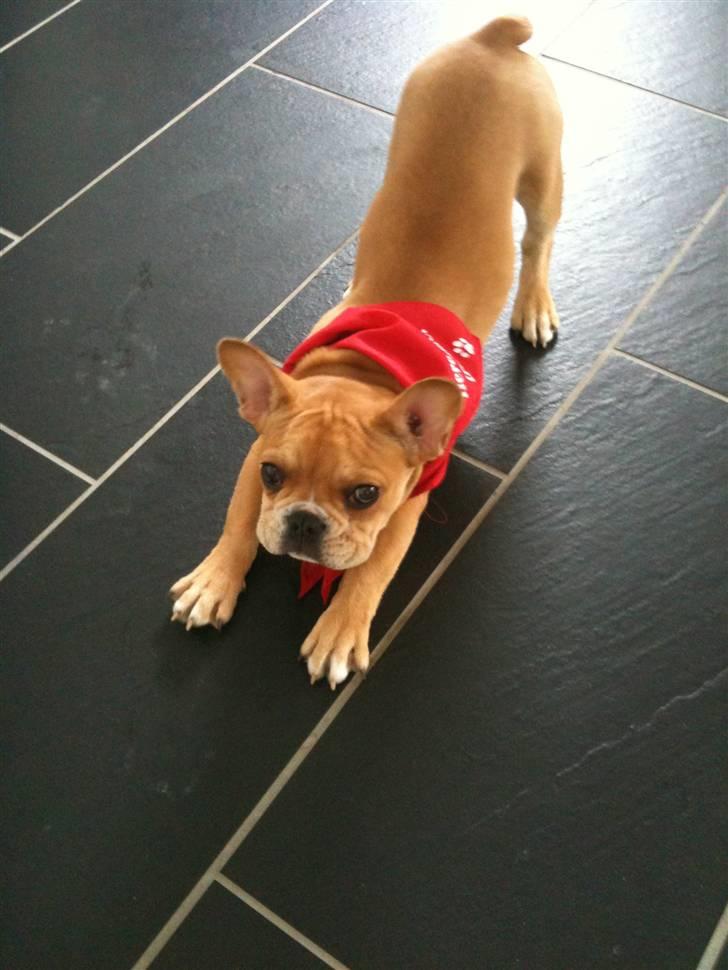 Fransk bulldog R.I.P Bailey 07.12.09 - 26.05.12 - Arghhh billede 14