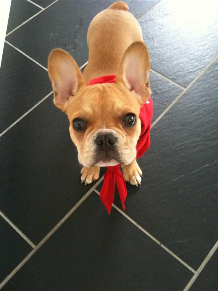 Fransk bulldog R.I.P Bailey 07.12.09 - 26.05.12 billede 15