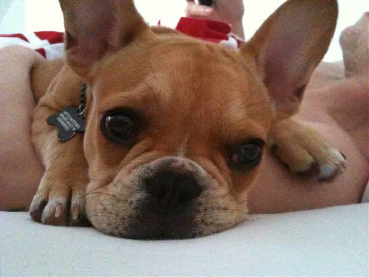 Fransk bulldog R.I.P Bailey 07.12.09 - 26.05.12 billede 16