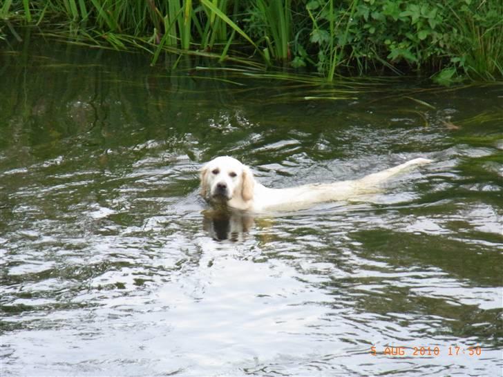 Golden retriever Coco billede 6