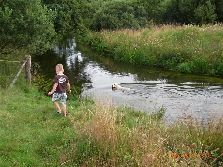 Golden retriever Coco billede 7