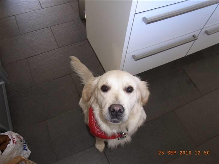 Golden retriever Coco billede 8