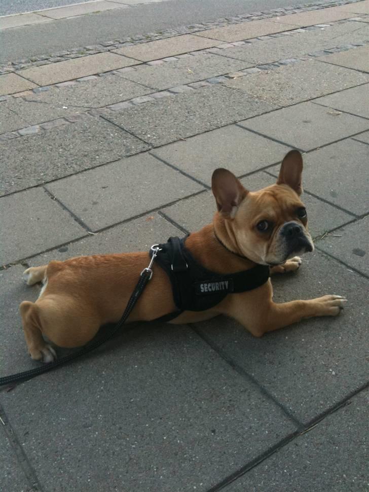Fransk bulldog R.I.P Bailey 07.12.09 - 26.05.12 - På tur i Kolding, men måtte lige tage en slapper indimellem :-) billede 17