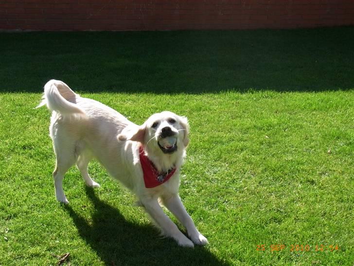 Golden retriever Coco billede 9