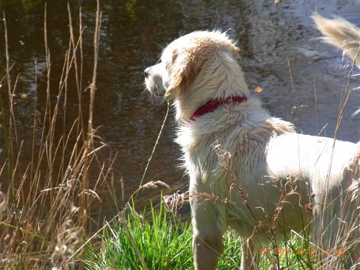 Golden retriever Coco billede 10
