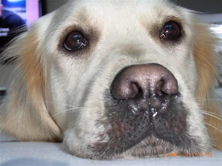 Golden retriever Coco billede 11