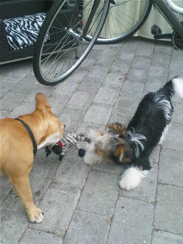 Fransk bulldog R.I.P Bailey 07.12.09 - 26.05.12 - Bailey leger med min mors hund Daisy billede 18