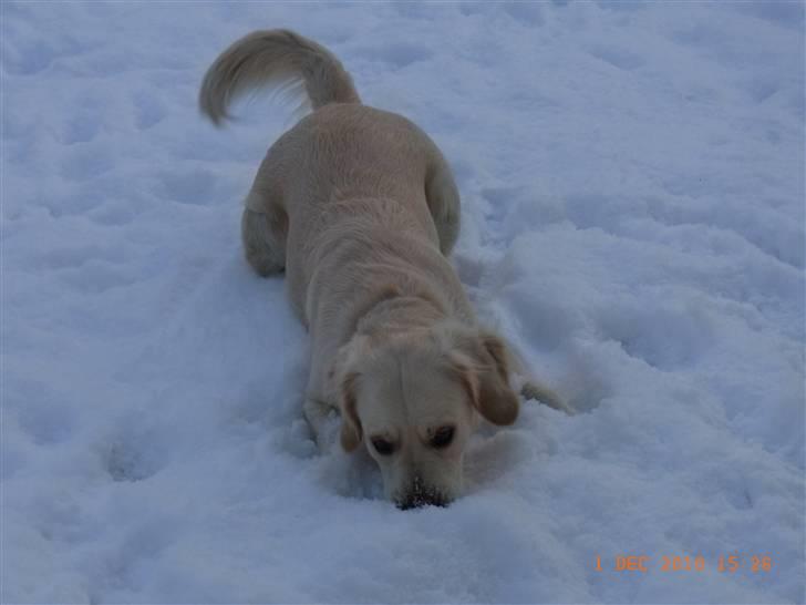 Golden retriever Coco billede 12