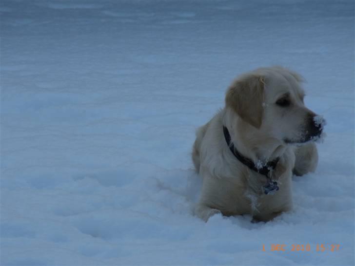 Golden retriever Coco billede 13