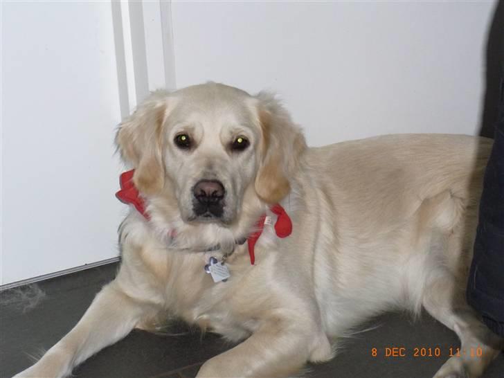 Golden retriever Coco billede 14