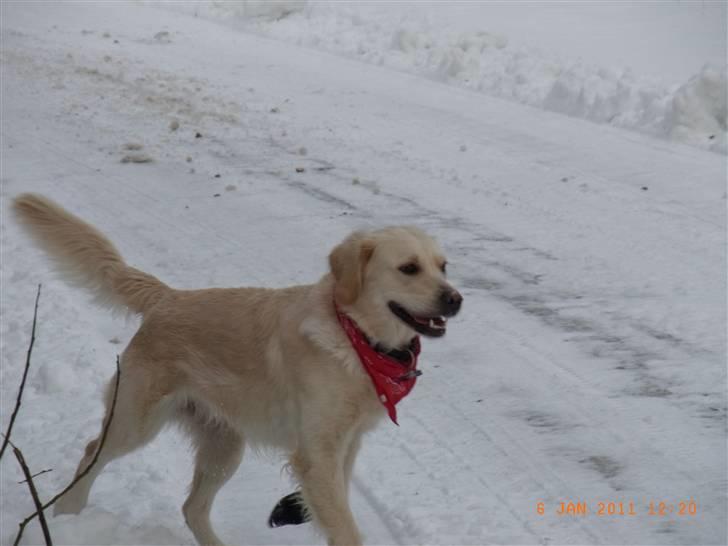 Golden retriever Coco billede 15