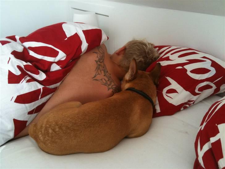 Fransk bulldog R.I.P Bailey 07.12.09 - 26.05.12 - Mmm putter med "far" billede 19