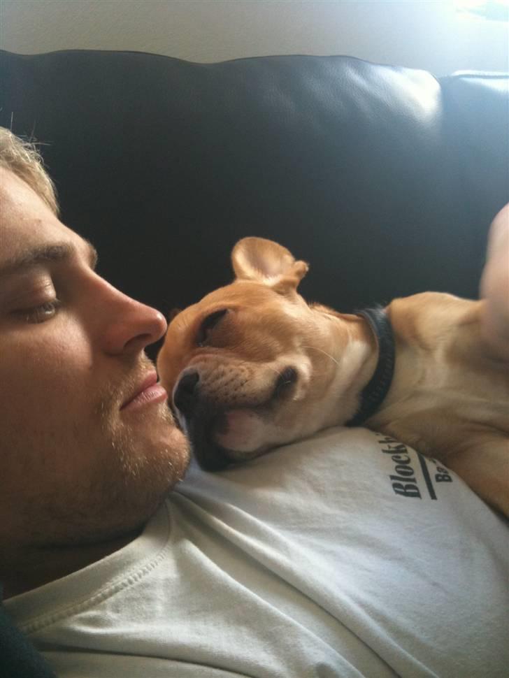 Fransk bulldog R.I.P Bailey 07.12.09 - 26.05.12 - Sover sødt begge to billede 20