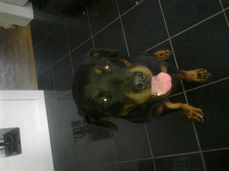 Rottweiler Thonara Alison billede 11