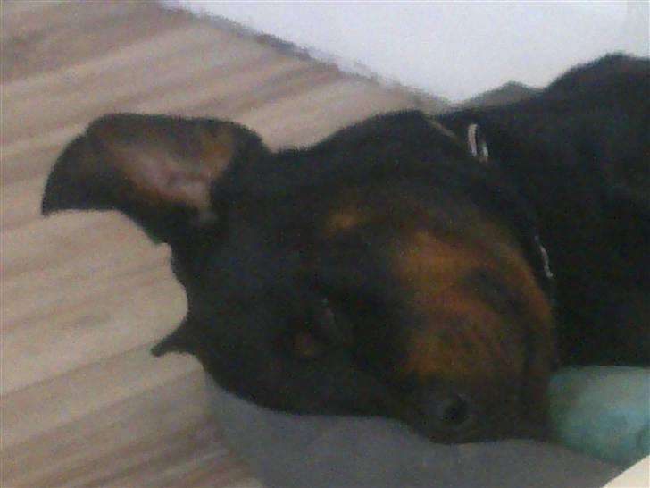 Rottweiler Thonara Alison billede 12