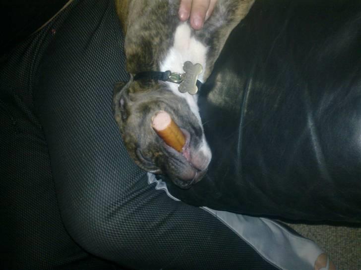 Staffordshire bull terrier Oscar Aflivet billede 6