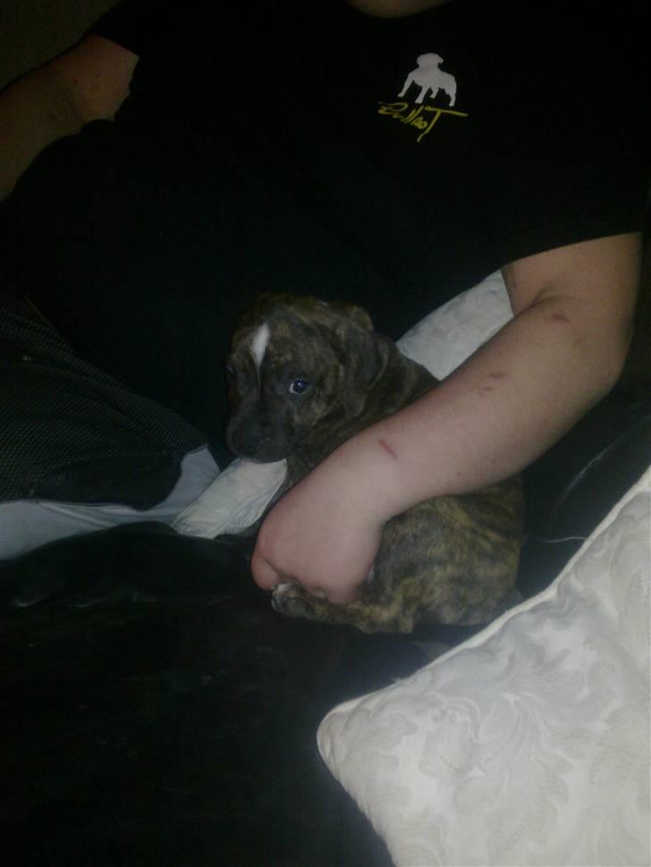 Staffordshire bull terrier Oscar Aflivet billede 7