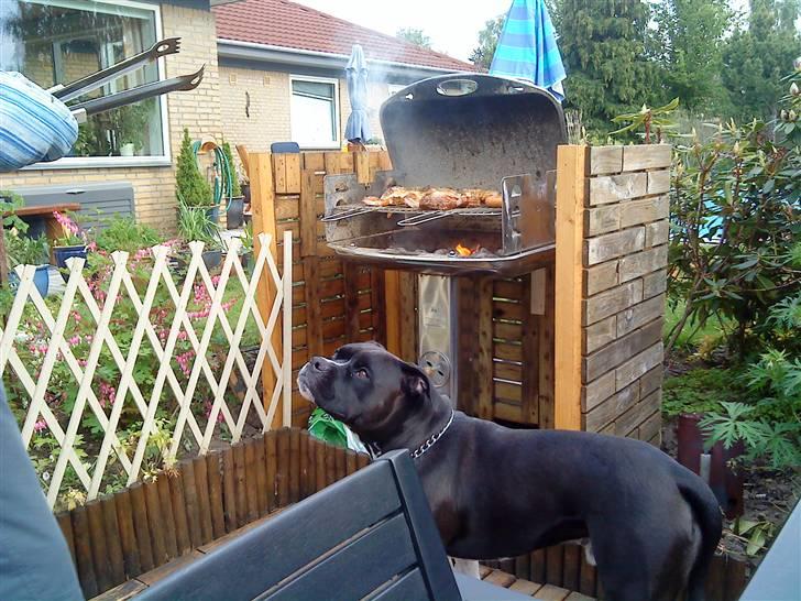 Blanding af racer Rocky billede 5