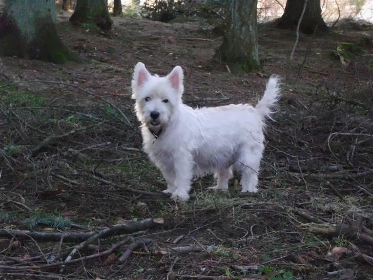 West highland white terrier Isac aka Banditten billede 1