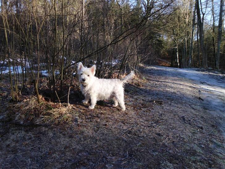 West highland white terrier Isac aka Banditten billede 2