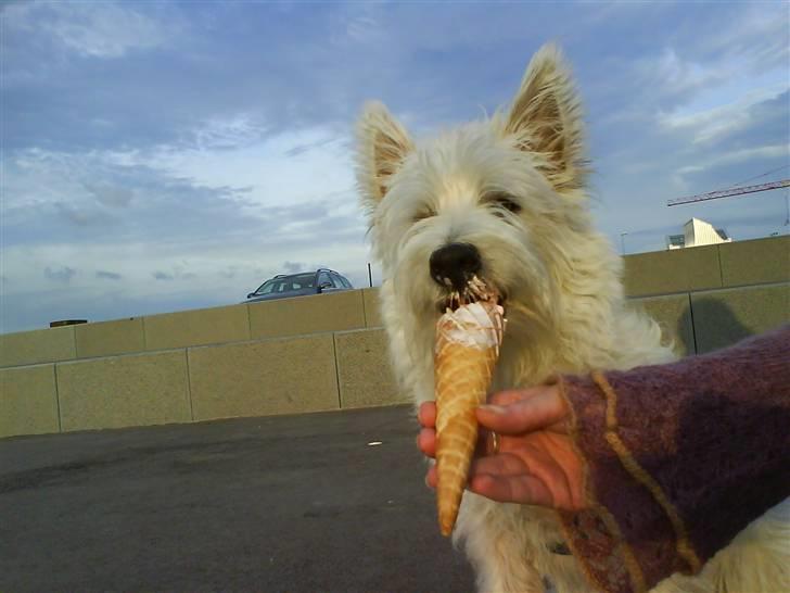 West highland white terrier Isac aka Banditten billede 3