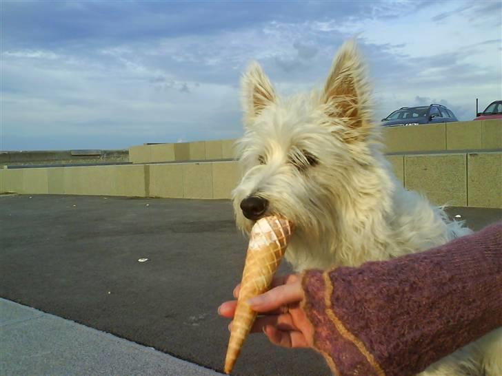 West highland white terrier Isac aka Banditten billede 4