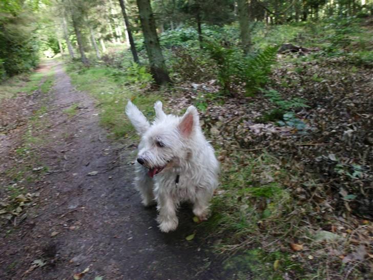 West highland white terrier Isac aka Banditten billede 5